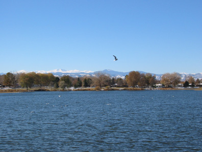 Soaring Gull